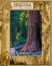 Sequoia National Forest Laser Engraved Wood Picture Frame Portrait (3 x 5)  - £19.41 GBP