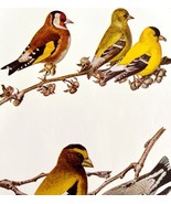 Goldfinch And Grosbeak Finch 1936 Bird Art Lithograph Color Plate Print ... - $29.99