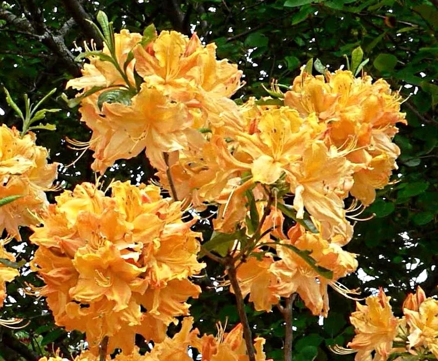 New Golden Lights Deciduous Azalea - Starter Plant Live plant - £19.29 GBP