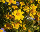 Sale 1500 Seeds California Sunshine Goldfields Lasthenia Glabrata Yellow... - $9.90