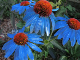 100 Light Blue Echinacea Seeds Purple Coneflower Pine Chrysanthemum - $4.24