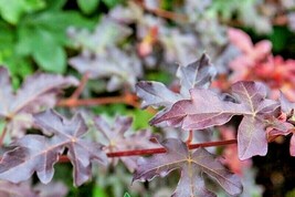 20 Royal Ruby Hedge Maple Seeds Acer Campestre Royal Ruby Fresh USA Fast Shippin - £9.66 GBP