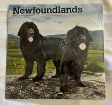 Newfoundlands Calendar 2022 Deluxe  2022 Newfoundland Wall calendar - £11.94 GBP