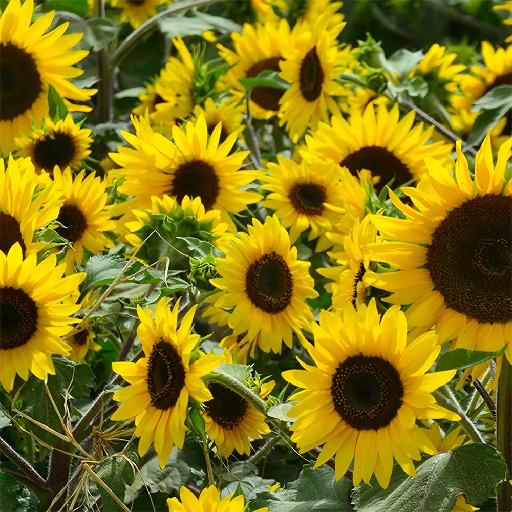 Gold Rush Sunflower 50 Seeds (120cm Tall) - $11.49 CAD