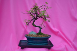 INDOOR BONSAI,CHINESE ELM,SUB TROPICAL,10 YEARS OLD, ACTUAL BONSAI FOR S... - $75.99