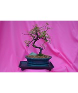 INDOOR BONSAI,CHINESE ELM,SUB TROPICAL,10 YEARS OLD, ACTUAL BONSAI FOR SALE!!! - $75.99
