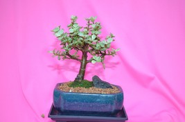 INDOOR BONSAI,VARIEGATED MINI JADE,6 YEARS OLD,ACTUAL BONSAI FOR SALE NO... - £39.86 GBP