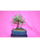 INDOOR BONSAI,VARIEGATED MINI JADE,6 YEARS OLD,ACTUAL BONSAI FOR SALE NO... - €42,52 EUR