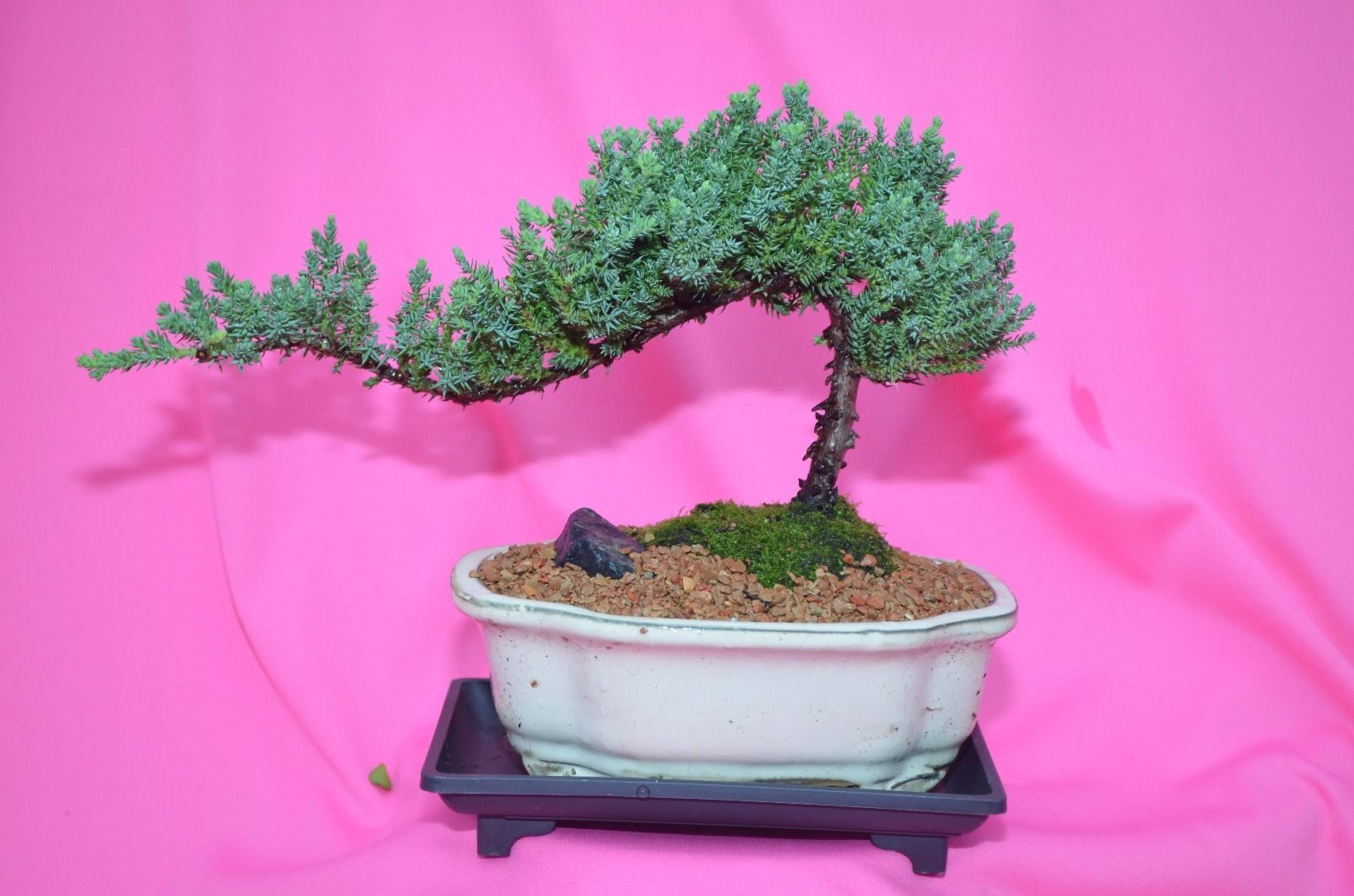 JAPANESE JUNIPER,TRADITIONAL BONSAI, 8 YEARS OLD,ACTUAL BONSAI FOR SALE NOT PIC! - $69.99