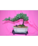 JAPANESE JUNIPER,TRADITIONAL BONSAI, 8 YEARS OLD,ACTUAL BONSAI FOR SALE ... - €59,53 EUR