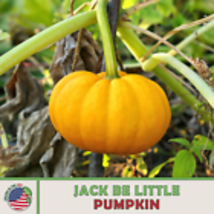 Jack Be Little Pumpkin Seeds, Heirloom, Non-GMO, Genuine USA 15  Seeds - £8.70 GBP