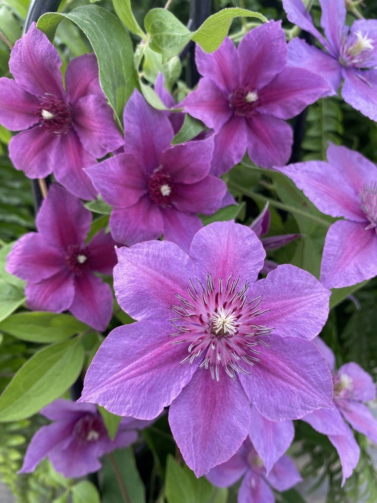 Adam&#39;s Courage Clematis Vine, Rich Violet Hues, Fragrant, NEW, 2.5&quot; Pot - $33.99