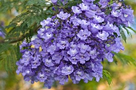 50 Blue Jacaranda Tree Seeds-Stunning Flowering Tree From Gardening Beautiful US - £12.28 GBP