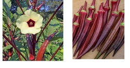 165 Seeds Okra RED BURGUNDY AAS Winner Flowers &amp; Fruit 6-8&quot; Pods Jambalaya  - £25.96 GBP