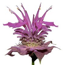 Wild Bergamot 600 Seeds Monarda Fistulosa Bee Balm A Deer Resistant Herb Culinar - £5.99 GBP