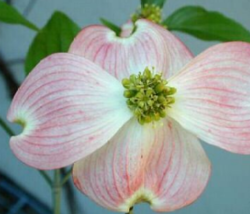 5 Pc Seeds Pink Flowering Dogwood Plant, Cornus florida Seeds for Planting | RK - £14.82 GBP