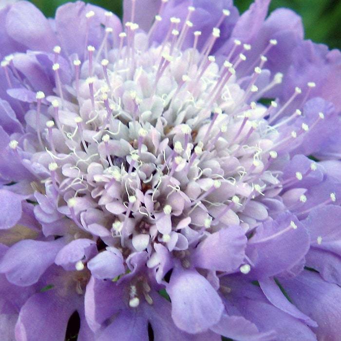 Scabiosa Atropurpurea Oxford Blue Seed Fresh Fast Shipping - $10.98
