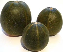 35 Sweet Tatume Squash Cucurbita Pepo Calabash Calabacita Mexican Zucchi... - $20.85