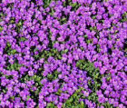 Purple Rock Cress 400 Seeds Aubrieta Groundcover - Bulk Perennial  - £9.60 GBP