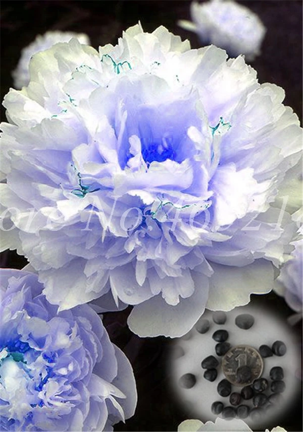 Item image 1 image 1