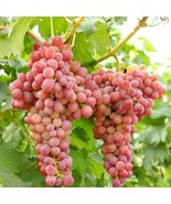 Sweet Organic Red Grape - 50+ Seeds Ready to Germinate - Edible Fruit Vi... - $123.01 MXN
