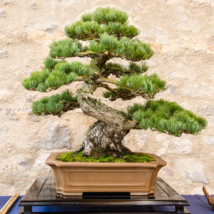 Japanese Five Needle Pine - 50 Seeds - £6.24 GBP