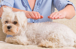 31 Days Pet Distant Healings Sessions Very Powerful - £159.86 GBP