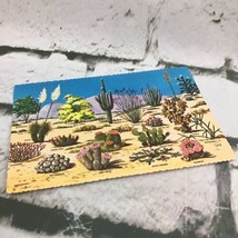 Vintage Postcard Cacti And Desert Flora Of The Great Southwest Scenic Ou... - $5.93