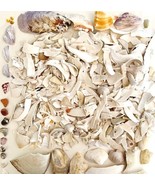 Sea Shell Pcs Lobster Claws Maine Coast Wells Beach Bar Harbor Lot Of 30... - $34.16 CAD