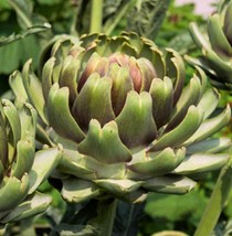 100 White Cardoon NON-GMO Heirloom Vegetable Seeds - £16.97 GBP