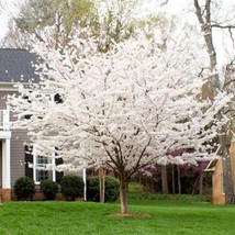 5 Yoshino Cherry Tree Seeds Flowering Japanse Ornimental Garden Pink Seed - £7.98 GBP