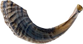 Kosher Odorless Natural Shofar | Genuine Rams Horn | Smooth Mouthpiece, 12”-14” - $46.99