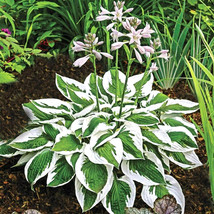 New Fresh Seeds 20 Patriot Hosta Seeds - £11.31 GBP