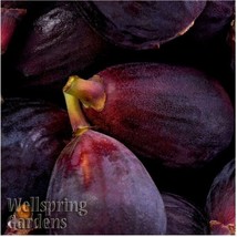 Best Beer&#39;s Black Fig (Dwarf Habit) / Ficus carica / Live Plant - £20.77 GBP