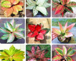 Aglaonema Pink Dud Seeds Mosaic S Evergreen Trees Color:Mix - $8.99