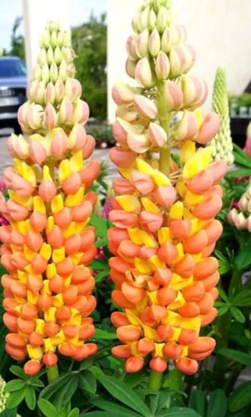 New Fresh 25 Orange Yellow Lupine Seeds Flower Flowers Hardy Seed - £10.49 GBP