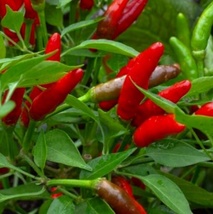 25 Seeds Bird&#39;s Eye Chili Pepper NON-GMO Heirloom Fresh Garden - £5.41 GBP