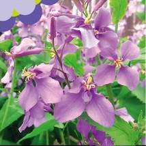 500 Seeds Purple February Orchid 2 Flower Violet Fresh Seeds USA Seller - $11.99