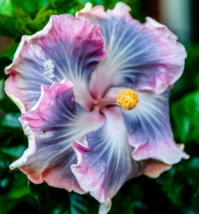 20 Pc Seeds Blue Purple Hibiscus Flower, Tropical Hibiscus Seeds for Planting RK - £14.97 GBP