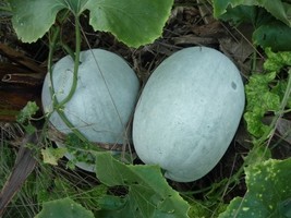 Winter Melon Seeds Hairy/White/Green Skin  | Fuzzy Wax Gourd | Dong Gua 冬瓜 - $2.55+