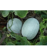 Winter Melon Seeds Hairy/White/Green Skin  | Fuzzy Wax Gourd | Dong Gua 冬瓜 - £2.04 GBP+