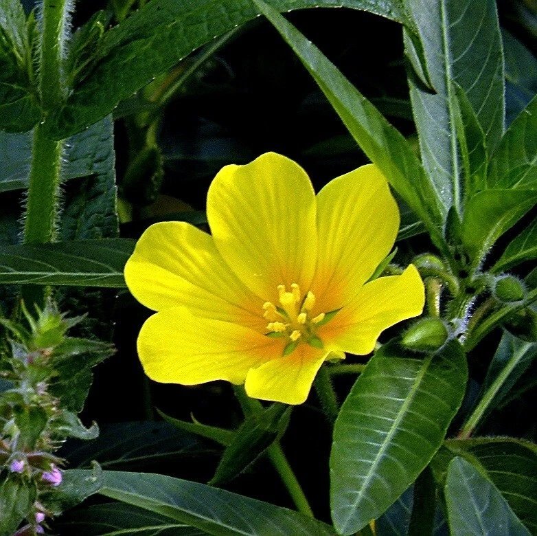 4 Creeping Primrose Marginal Bog Pond Plant **** - $21.61