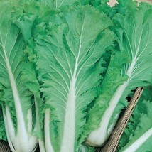 Seeds 500 Chinese Michihili Cabbage Vegetable Garden NONGMO - £7.89 GBP