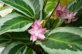 USA Seller 25 Brazilian Star Calathea Seeds New Fresh Fast Shipping - $10.96