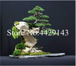 100 Pcs Dawn Redwood Bonsai Tree Grove Metasequoia Glyptostroboides - £4.62 GBP