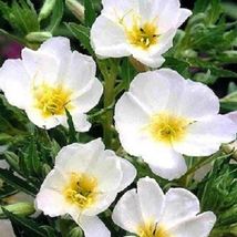 Pure White Evening Primula Primrose / Perennial Flower Seeds - AF Seeds - £7.43 GBP