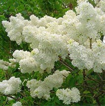 White Lilac Garden Fresh USA Store - $10.60