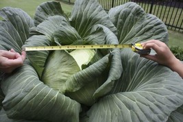 Huge Os Cross Giant Cabbage 50 Seeds 70Lb Head Fresh Garden USA Shipping - £13.78 GBP