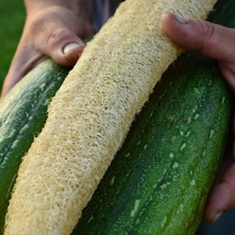 FRESH 12  Luffa Gourd Seeds  - $5.00