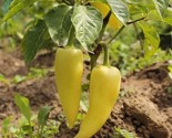 Sweet Hungarian Yellow Wax Pepper  Heirloom Non Gmo 25 Seeds Fast Shipping - £7.22 GBP